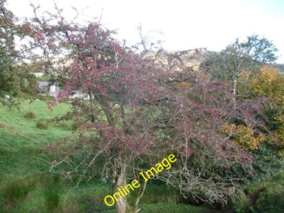 Photo 6x4 Hedgerow near Beili-bach in the Olchon Valley Craswall/SO2934  c2012