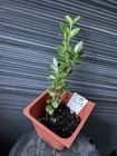 Graham Blandy Boxwood — photo 2