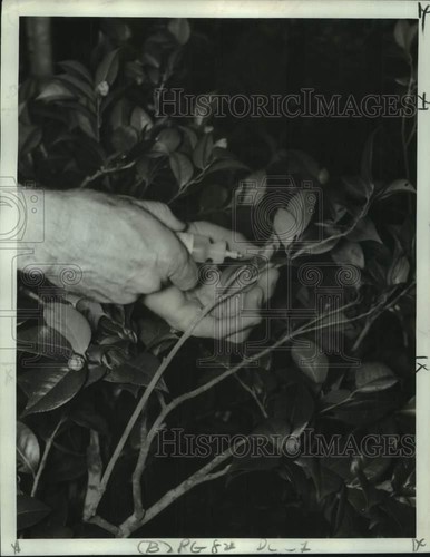 1968 Press Photo Gardner demonstrates "Gibbing" Procedure on Flower, New Orleans - Picture 1 of 2