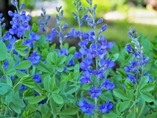 BLUE FALSE INDIGO 50 SEEDS, BAPTISIA AUSTRALIS, SUPER HARDY ZONE 3-10