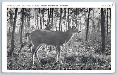 Postcard Two Bucks On The Alert, Green Mountains, Vermont Posted 1959