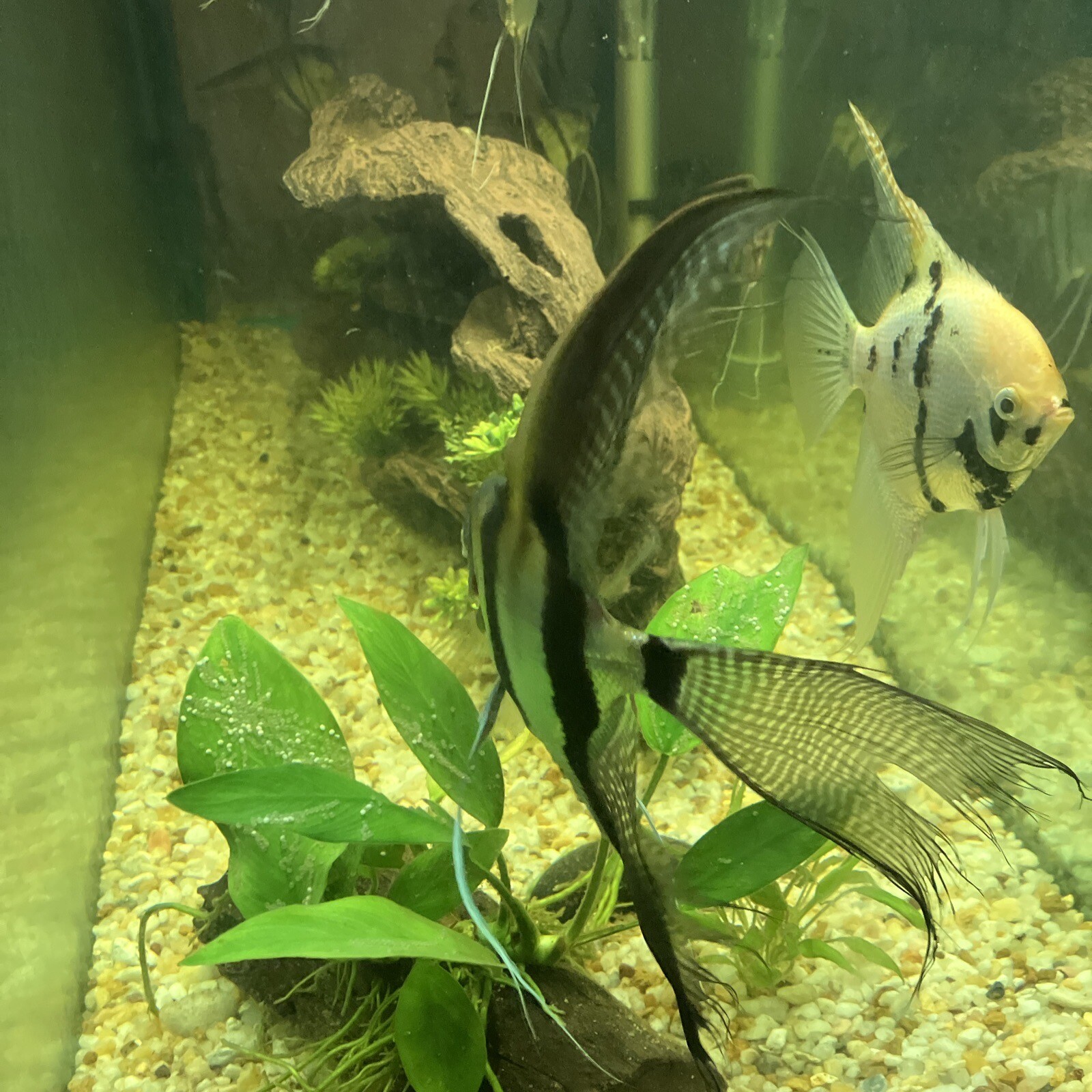 pair-of-female-and-male-angelfish-ebay