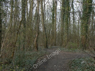 Foto 6x4 Wald bei Codnor Ripley\/SK4050 Der Großteil des Waldes um 2010