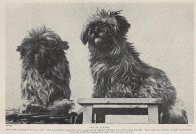 Lhasa Apso ''Duo'' - 1934 Vintage Antique Dog Art ''Photo'' Print - CUSTOM MATTED