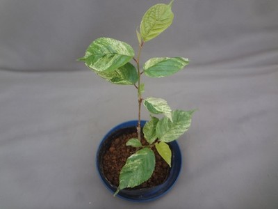 Prunus avium  Sato nishiki  variegated [Must read description]