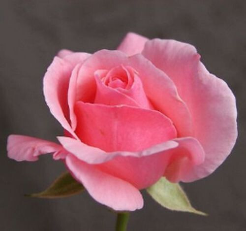 70 GRAINES DE ROSE ROSE, + CADEAU GRATUIT - Imagen 1 de 1