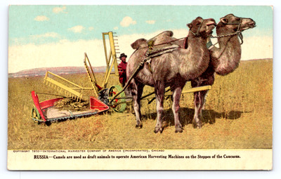 1910 International Harvester Postcard Camels Draft Team Russia Caucasus Steppes