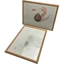 Framed Crab and Lobster Prints Marine Biology Art Home Decor Numbered Signed
