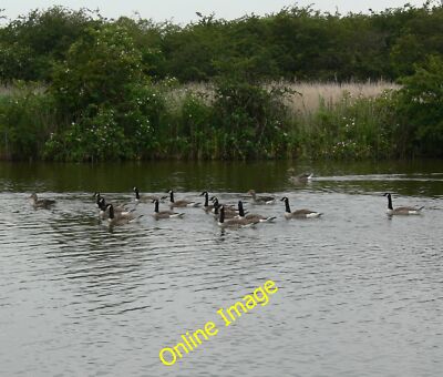 Photo 12x8 Canada geese at Far Ings Nature Reserve Barton-Upon-Humber  c2012