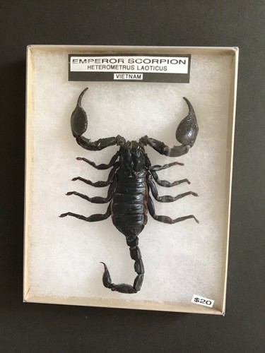 Heterometrus laoticus REAL FRAMED EMPEROR SCORPION Vietnam - Bild 3 von 4