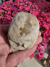 Tylosaur Terminal Tail Vertebrae In Matrix TX Fossil Mosasaur 