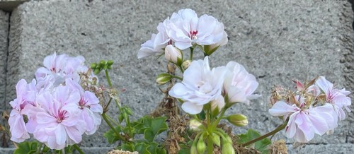 WHITE PINK PELARGONIUM PELTATUM TRAILING IVY GERANIUM LIVE PLANT 2 X 6" CUTTINGS - Picture 3 of 3