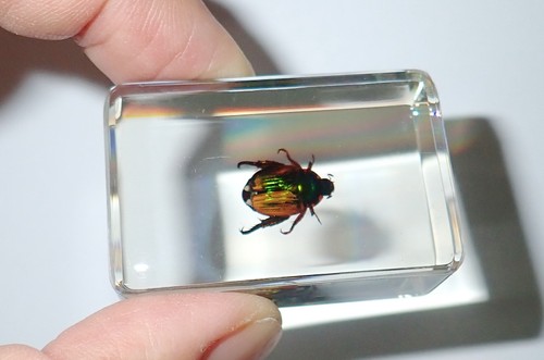 Blue Cockchafer & Golden Cockchafer Beetle Set 2 Clear small Resin Block TE1S2 - Picture 2 of 8