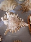 Large Lot of Seashells Coastal Conch  Coral Beach Decor Nautical Collection — photo 5