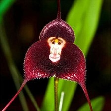 10 seeds of ORCHID IN THE SHAPE OF A RED MONKEY