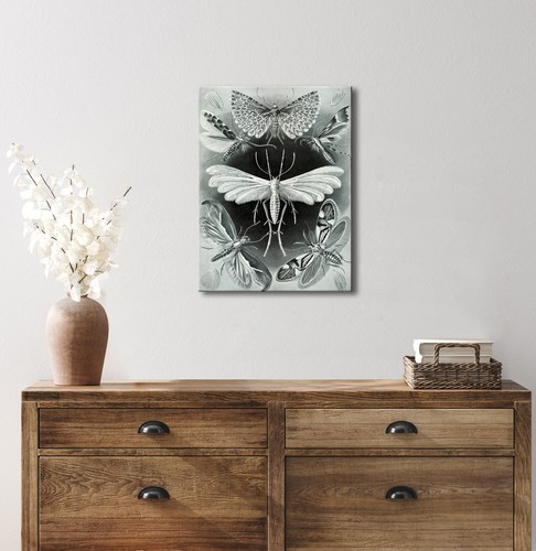 Ernst Haeckel Art Forms in Nature Poster Print Macabre Poster Moths Canvas Art - Picture 5 of 7
