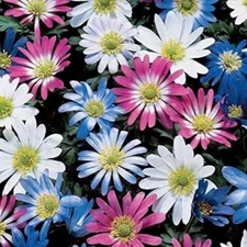 Grecian Windflowers Bulb Mix Anemone Blanda Mix 100 Bulbs