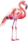 Colourful Flamingo Bird Wall Art Bedroom Nursery Decor Van Vinyl Sticker Decal