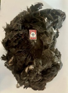 4lbs 13oz Raw Llama Fiber Fleece Bay Blk Unwashed Spinning Wool E9