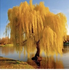 5 Gold Weeping Willow Tree Cuttings to Grow - Excellent for Bonsai or Garden