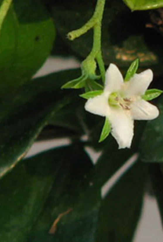 Fukien Tea Bonsai Tree Live Plant Flowering Cascade 9"H Branch Measures 9-10" - Image 3 of 3