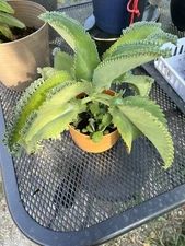 Live Mother of Thousands Millions Kalanchoe Self Propagating Plant 3”-5”