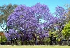 50 SEEDS - JACARANDA MIMOSIFOLIA TREE - Blue - GroCo USA - BUY 15-SHIPS FREE