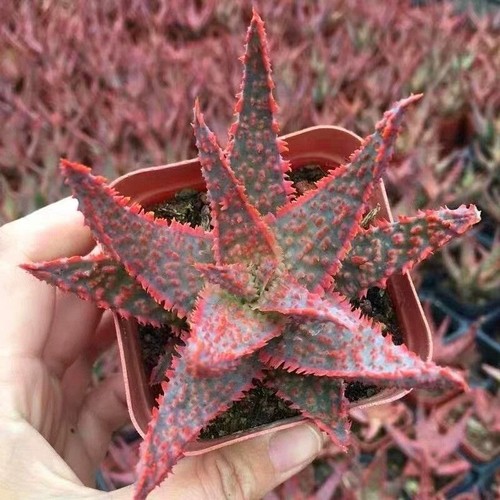 Planta suculenta de 5 cm Aloe Cuento de Navidad Liliaceae Hogar Jardín Hogar Jardín Planta - Imagen 12 de 12