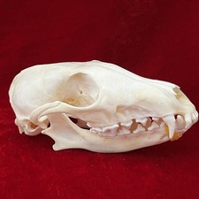 Real Fox 5/10Pcs/set Skull Taxidermy Real Bone Skeleton Halloween Decoration NEW