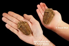 TRILOBITE FOSSIL 2 1/2" 3-5 Oz Calymene Rock Mineral Healing Display Specimen