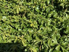 50x Dickmännchen Weiß Bodendecker winterhart ca. 50 Triebe pflegeleicht