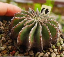Rare Cacti SucculentLiving Geohintonia mexicana WYSIWYG Self Rooted Decor