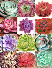 COLOR ECHEVERIA mix, rare exotic succulent HEN & CHICKS flowering seed 100 seeds