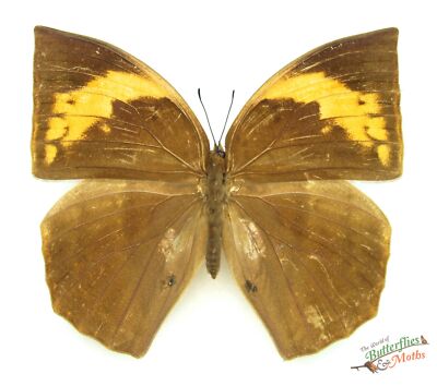 Großer Duffer Schmetterling Discophora timora perakensis SET x1 A-FM #j01