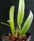 RARE GORGEOUS CATTLEYA (LAELIA) PERINII COERULEA ORCHID SPECIES  — photo 4