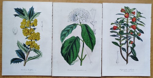 Lot of 6 Prints (F) - Van Houtte Flore de Serres Original Print - 1853 - Picture 3 of 4