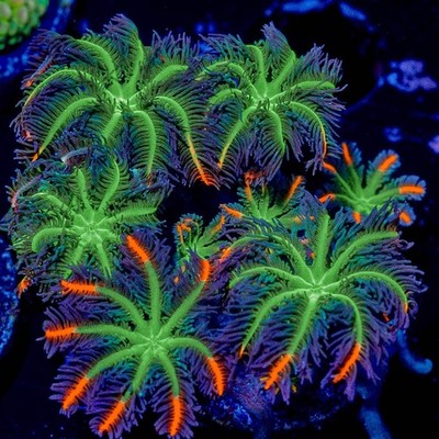   ARC Firework Clove Polyps   Live Soft Coral Frag for Reef Aquariums