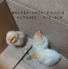 12 Bantam Assorted D'uccle & Easter Egger "Fun Pen" Hatching Eggs — photo 10