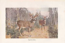 Virginia deer Odocoileus virginianus color print from 1916 white-tailed deer