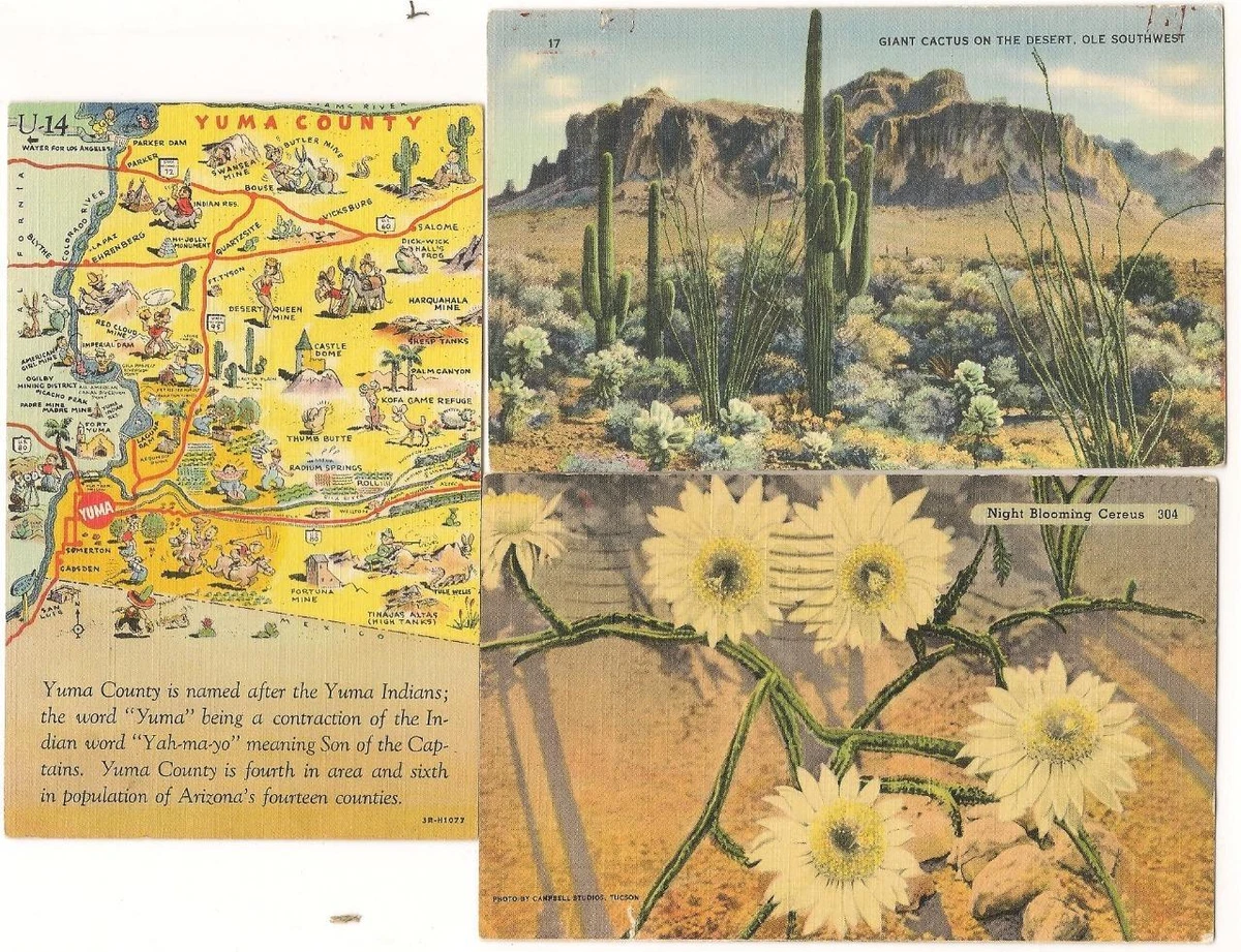 Flower Mine Yuma Az Best Flower Site