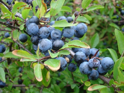 Frosttolerant Wild Fruits II - 4 varieties - 100+ Seeds - Samen - V 107 - Picture 3 of 5