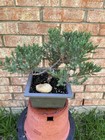 San Jose Juniper Bonsai Thick Twisted Trunk — photo 7