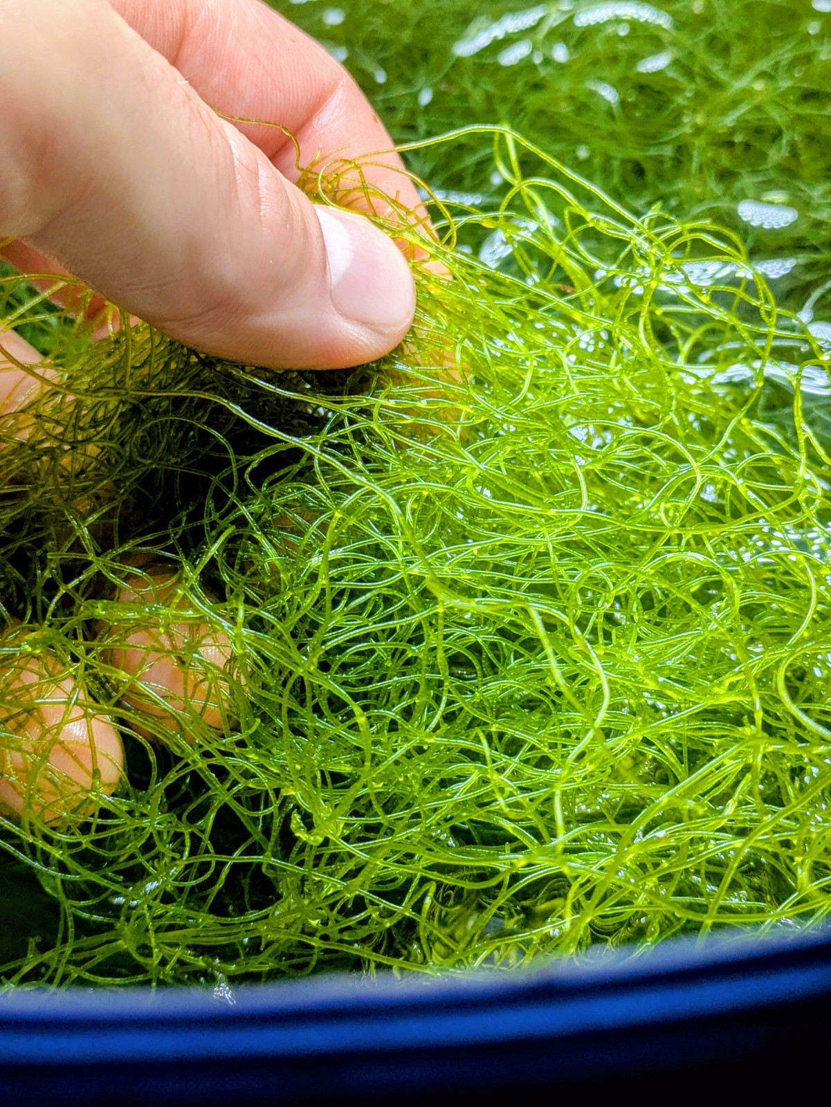 Chaetomorpha Refugium Algae Approx. 500ml - Chaeto - Fast Growing and ...
