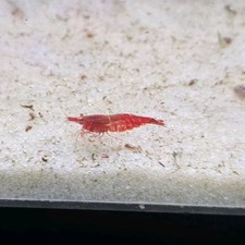 15 3 Assorted Neocaridina Shrimp Aquarium Cleaner Mixed Colors Free Shipping