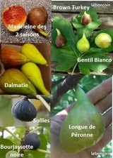 Lot  de 8 variétés différentes de figuier ( boutures)