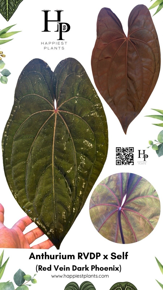 蘑*o様 Anthurium Red Vein Dark Phoenix (RV Anthurium Red Vein Dark Phoenix (RVDP) x Luxurians