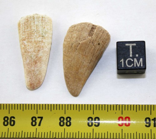 2 Dents rostrales fossiles de requin Pristis Mucrodens ( Maroc - 034 ** ) - Picture 3 of 7