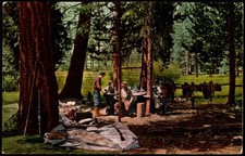 Postcard Working Horsemen at Camp Among the Pines, Northern California