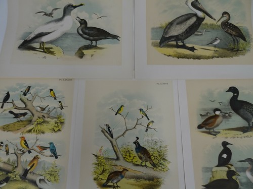 Lot 55 1878 Chromolithograph Plates from Studer Ornithology Birds North America - Picture 2 of 11