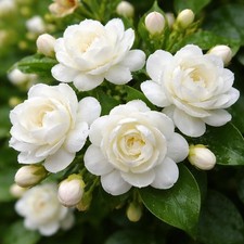 Jasmine Seeds 20 Seeds Fragrant White Jasmine Flower Seeds, Beautiful Gar...